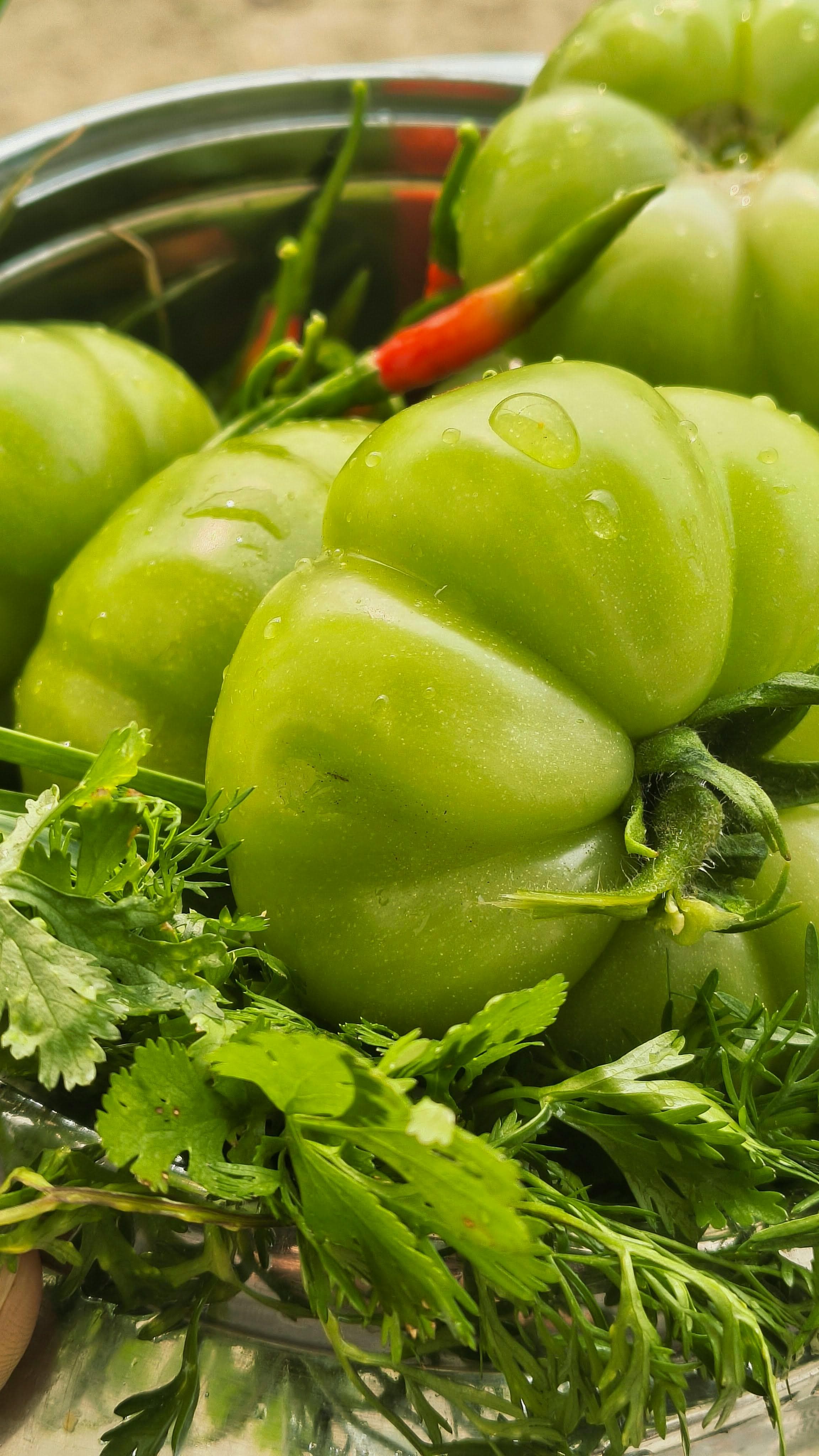 Tomates verdes frescos com pimenta vermelha e coentro — hortifruti SabanPack